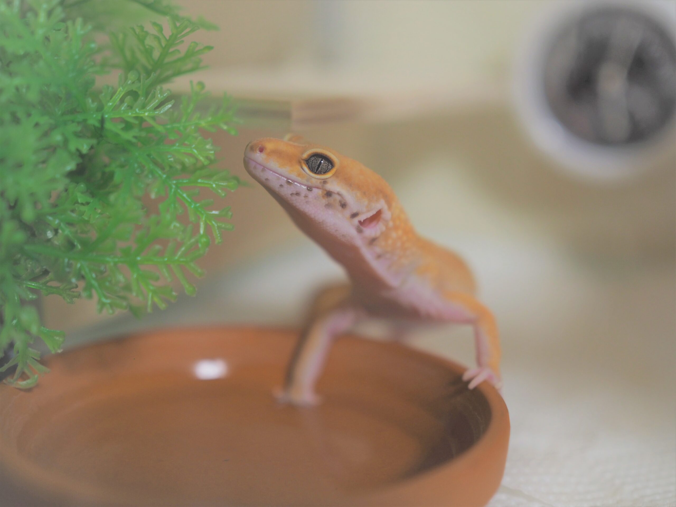 ヒョウモントカゲモドキの飼育、爬虫類入門におすすめ！レオパの魅力と