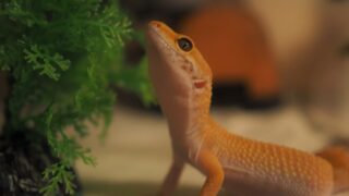 ニシアフリカトカゲモドキの魅力と飼育 レオパ比較 青空レオパブログ