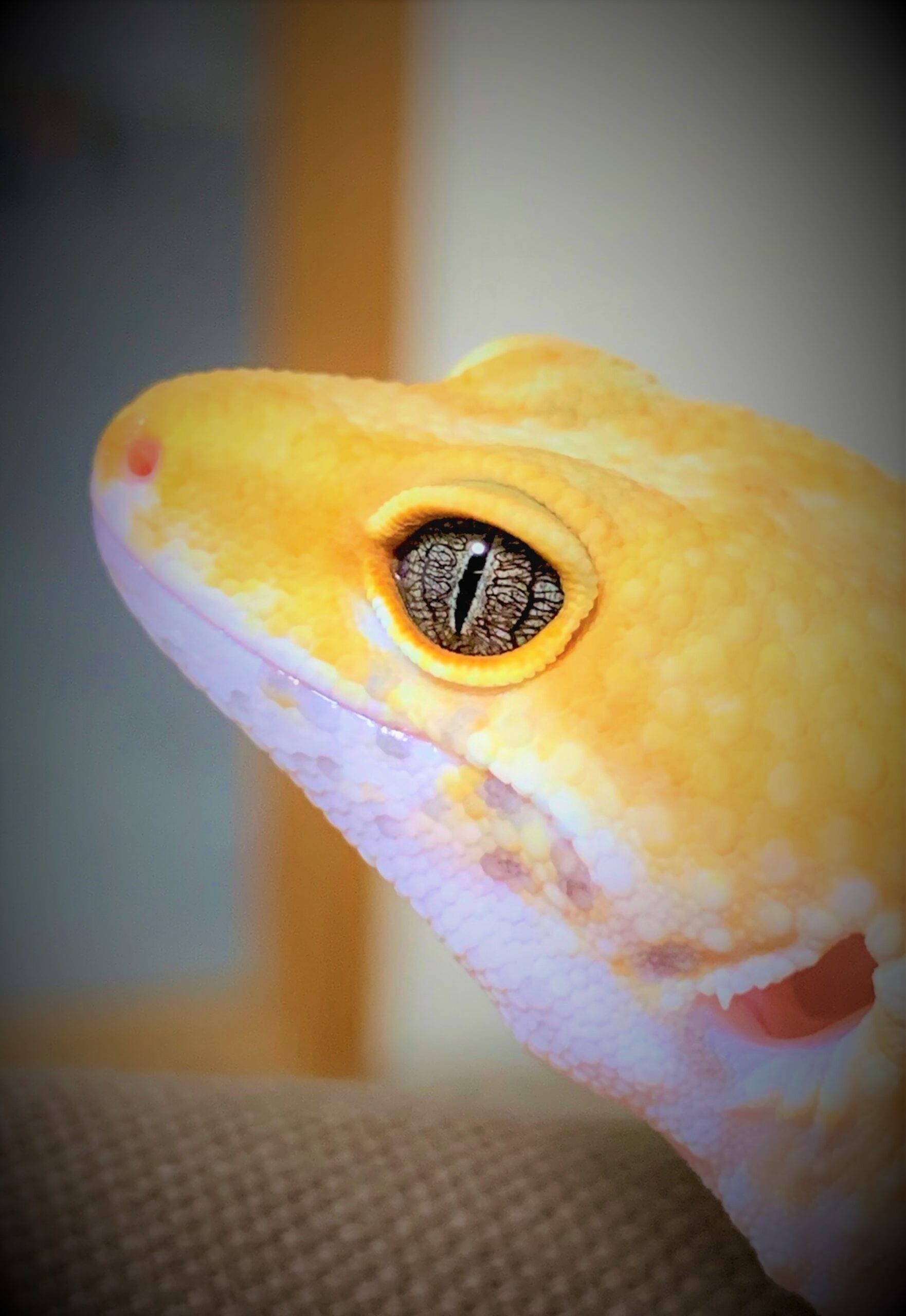 ヒョウモントカゲモドキの目のモルフ レオパは視力は問題なし 青空レオパブログ