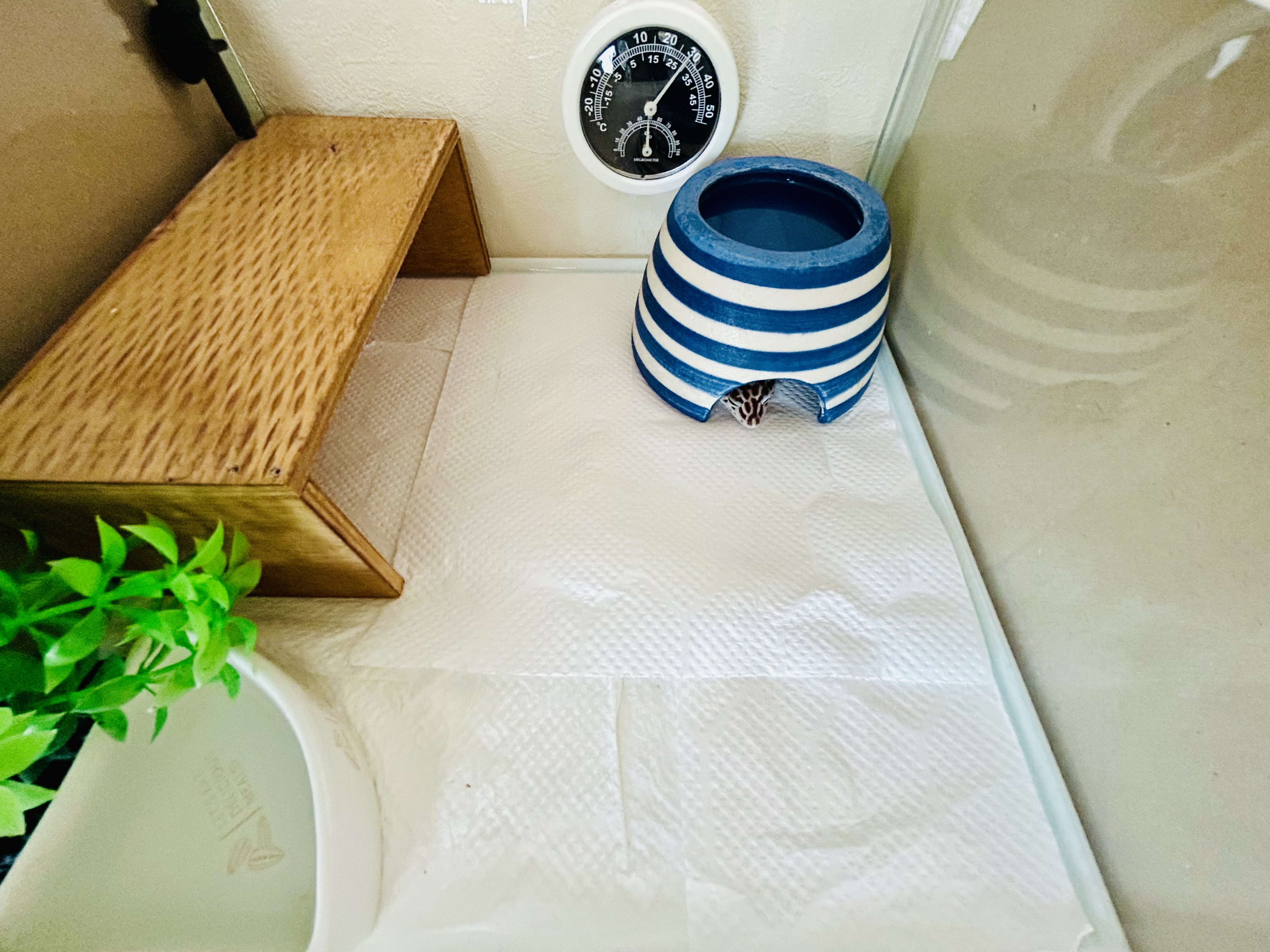 爬虫類ウェットシェルター 街の一角3 ハンドメイド］ウェット