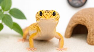 飼育環境とケア